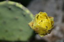 gal/cro 08/_thb_small-IMG_4867.JPG